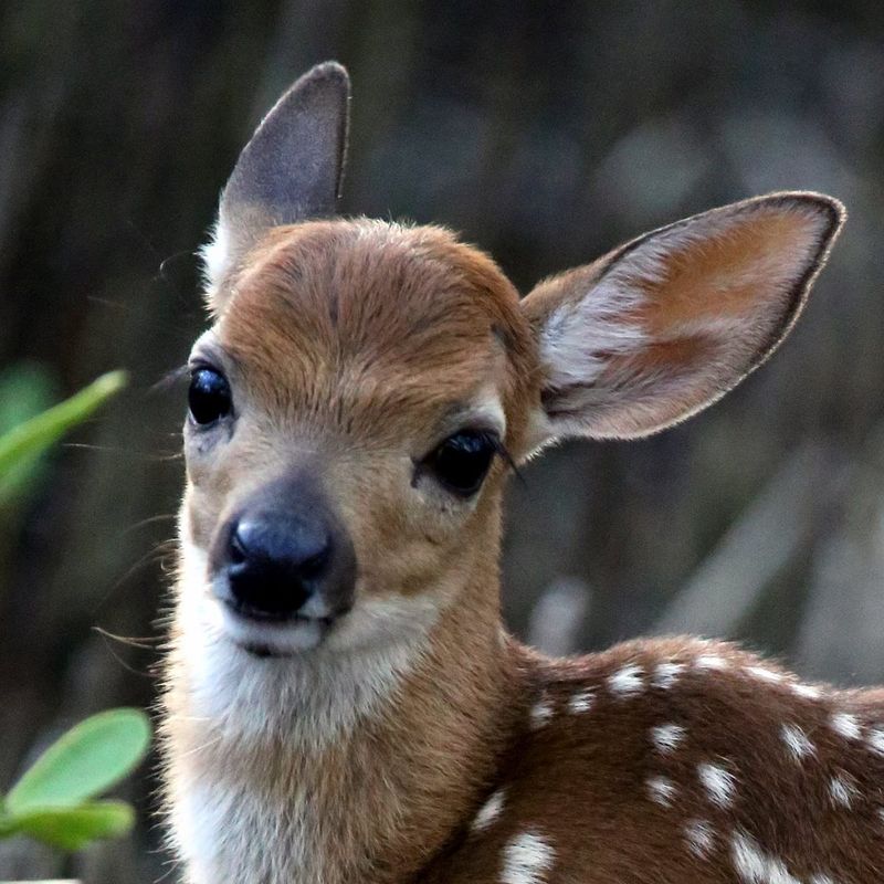 Wildlife Travel Paths Wildlife Travel Paths