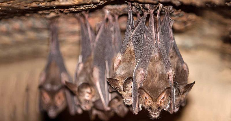 Wildlife helpers cannot replace mosquito control