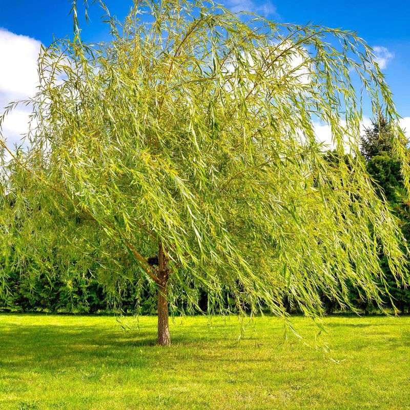 Willow
