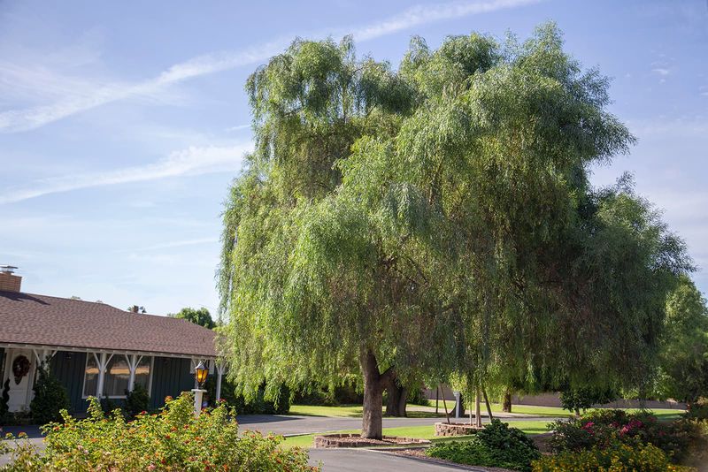 Willow Acacia Willow Acacia