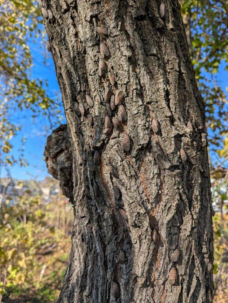 Willow Trees Become Late Season Gathering Spots Willow Trees Become Late Season Gathering Spots