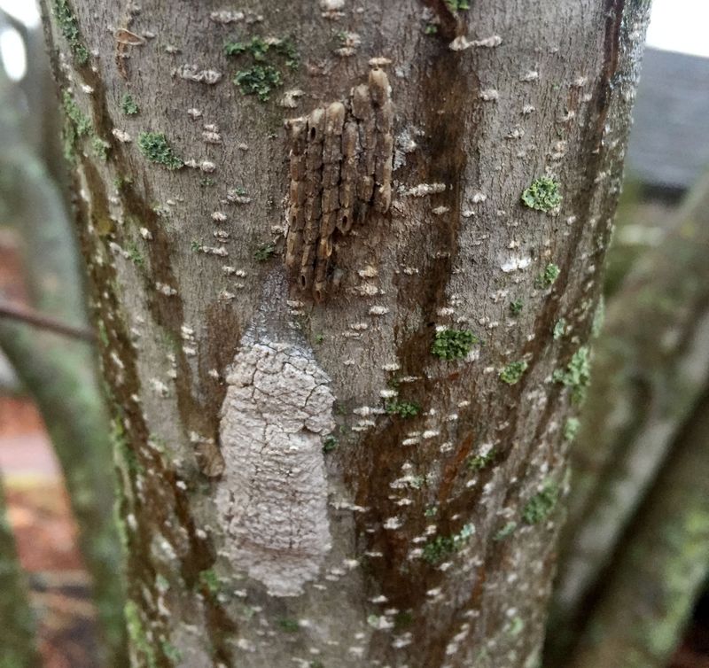 Willows And Birches Also Attract Adults