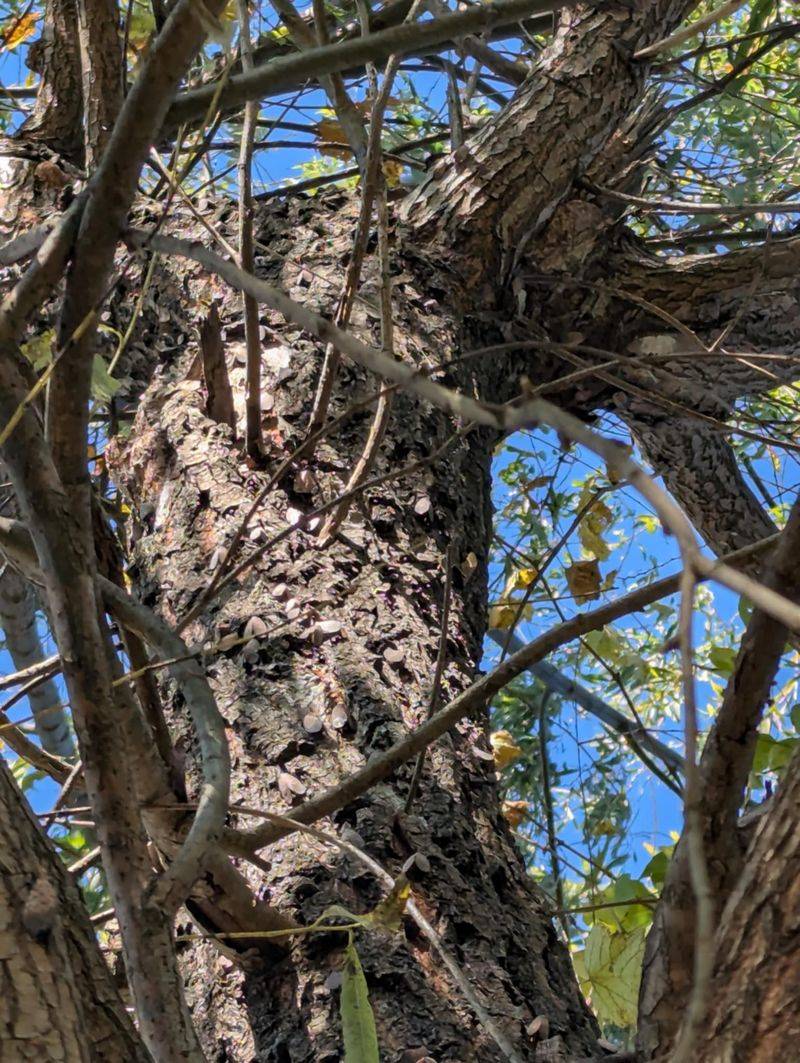 Willows Can Become Crowded With Feeding Lanternflies Willows Can Become Crowded With Feeding Lanternflies