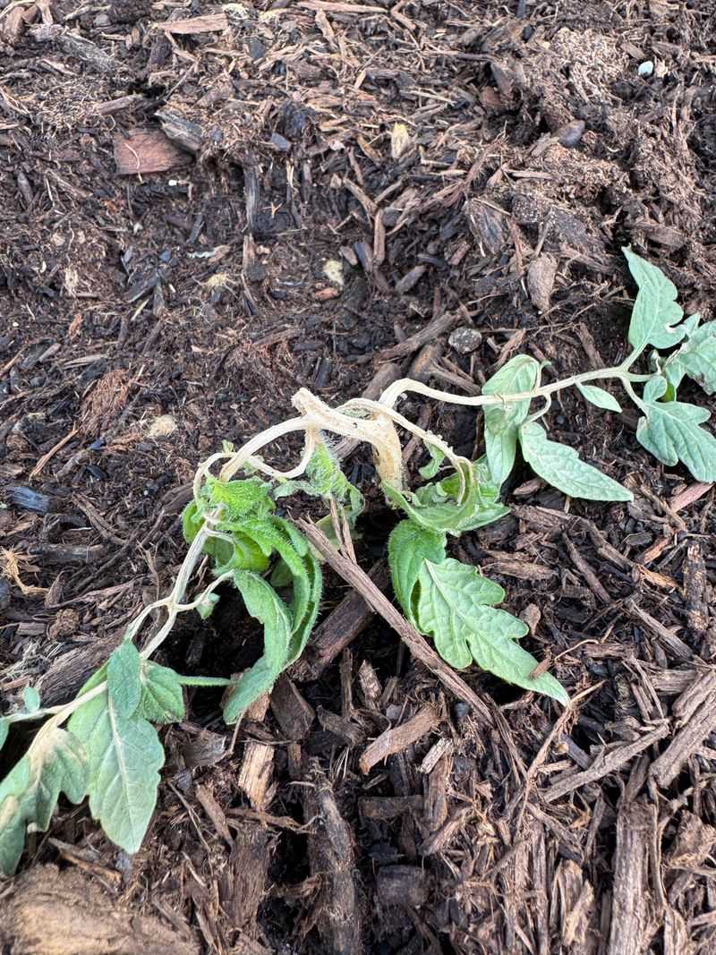 Wilting Now Can Set Growth Back Wilting Now Can Set Growth Back
