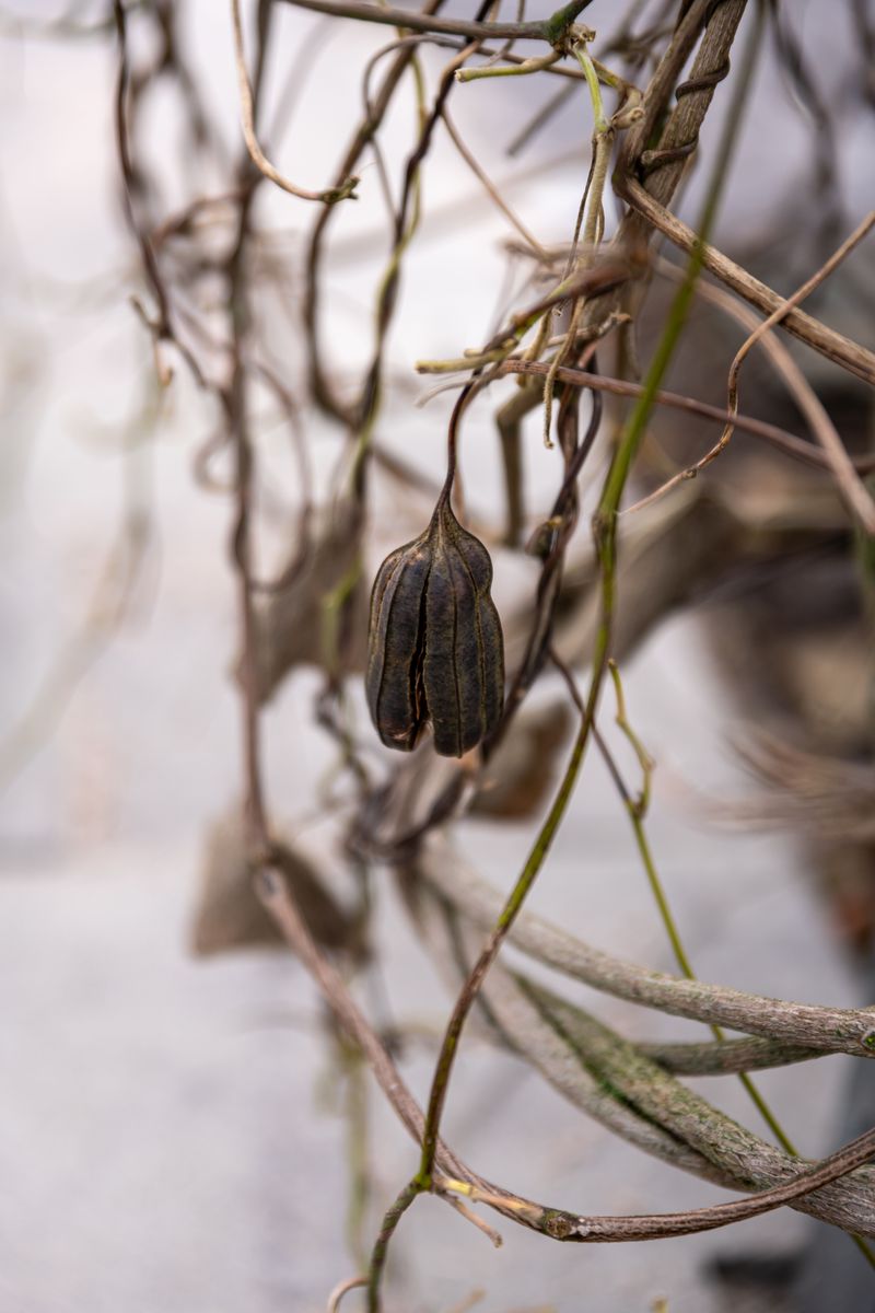 Wilting Vines And Yellow Speckles Tell The Real Story