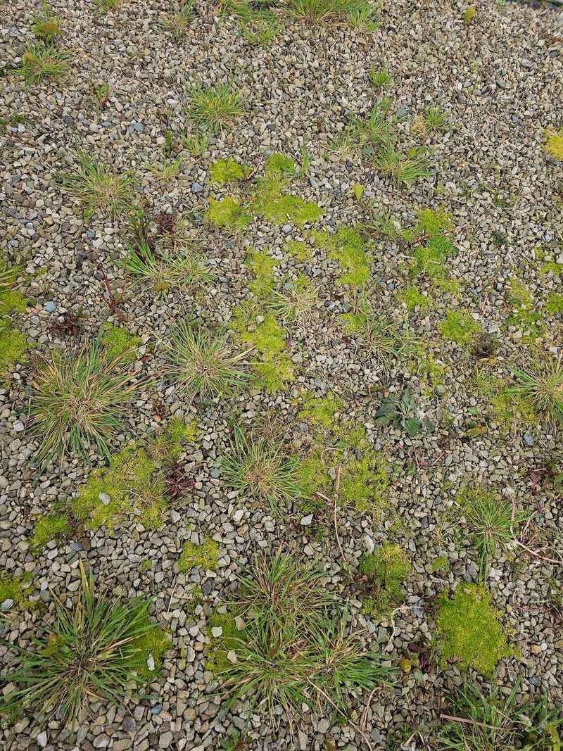 Windblown Seeds Find Easy Gaps