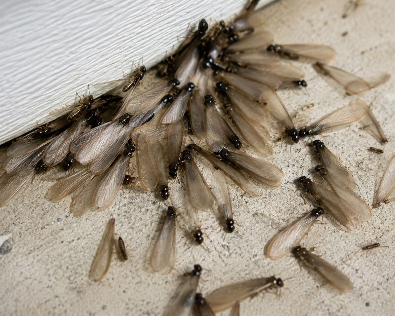 Winged Swarmers That Show Up Uninvited Winged Swarmers That Show Up Uninvited