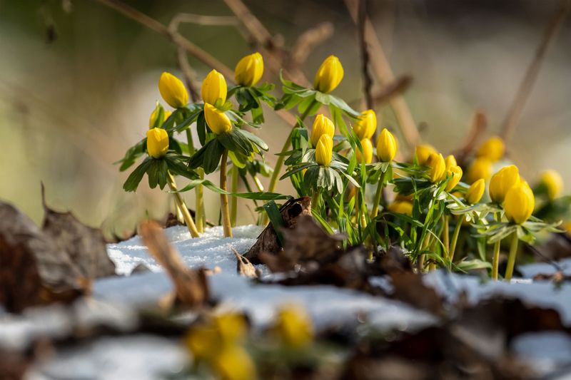 Winter Aconite Adds An Early Yellow Splash Winter Aconite Adds An Early Yellow Splash