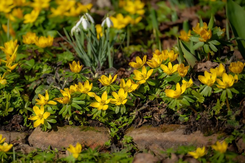 Winter Aconite Shines Golden Through The Frost Winter Aconite Shines Golden Through The Frost