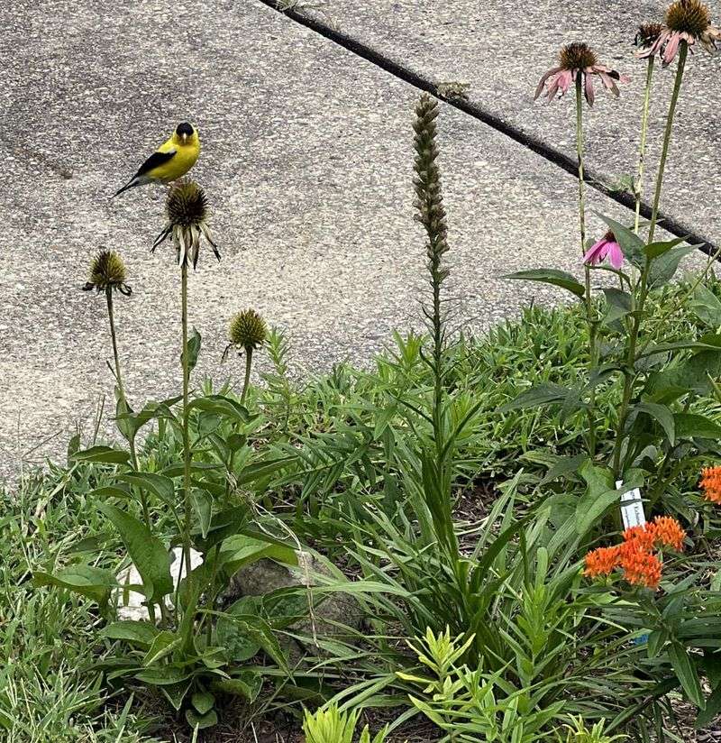 Winter Birds Will Thank You For A Spot Near The Window