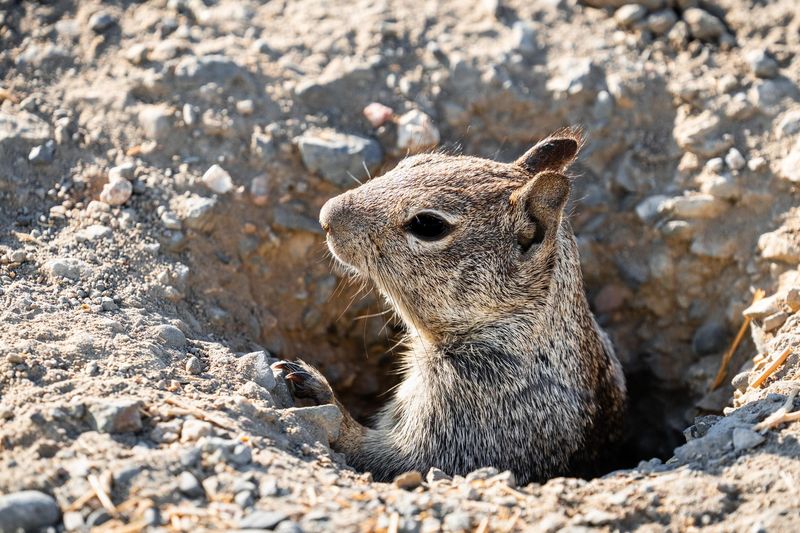 Winter Burrow Life Begins Right After