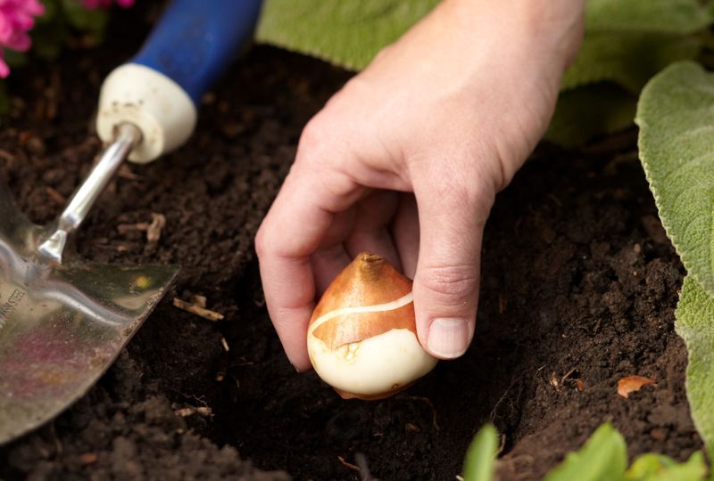 Winter Care Protects Wisconsin’s Spring Display