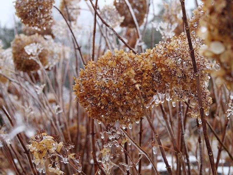 Winter Destroyed The Flower Buds Winter Destroyed The Flower Buds