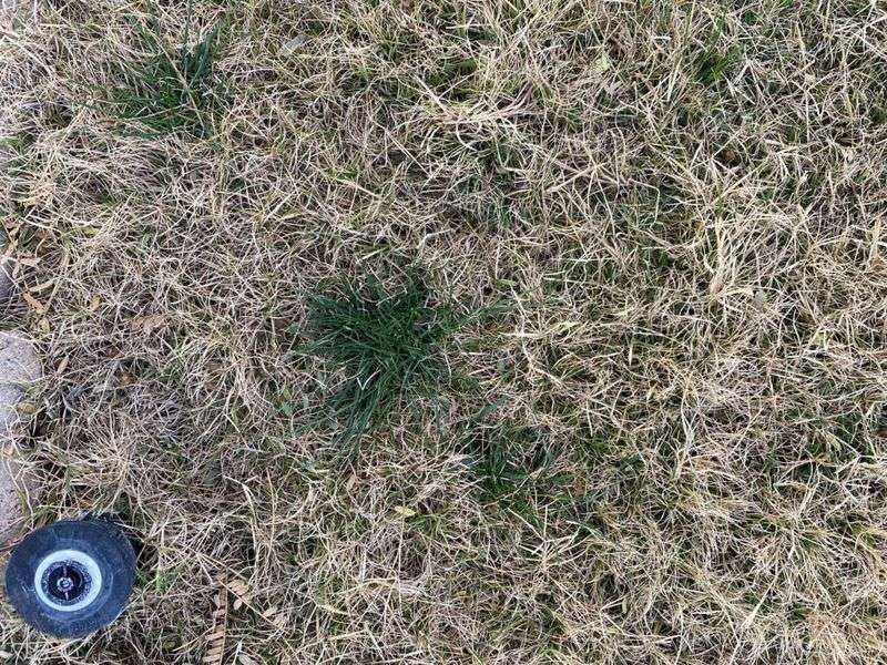 Winter Dormancy May Be The Easier Choice Winter Dormancy May Be The Easier Choice