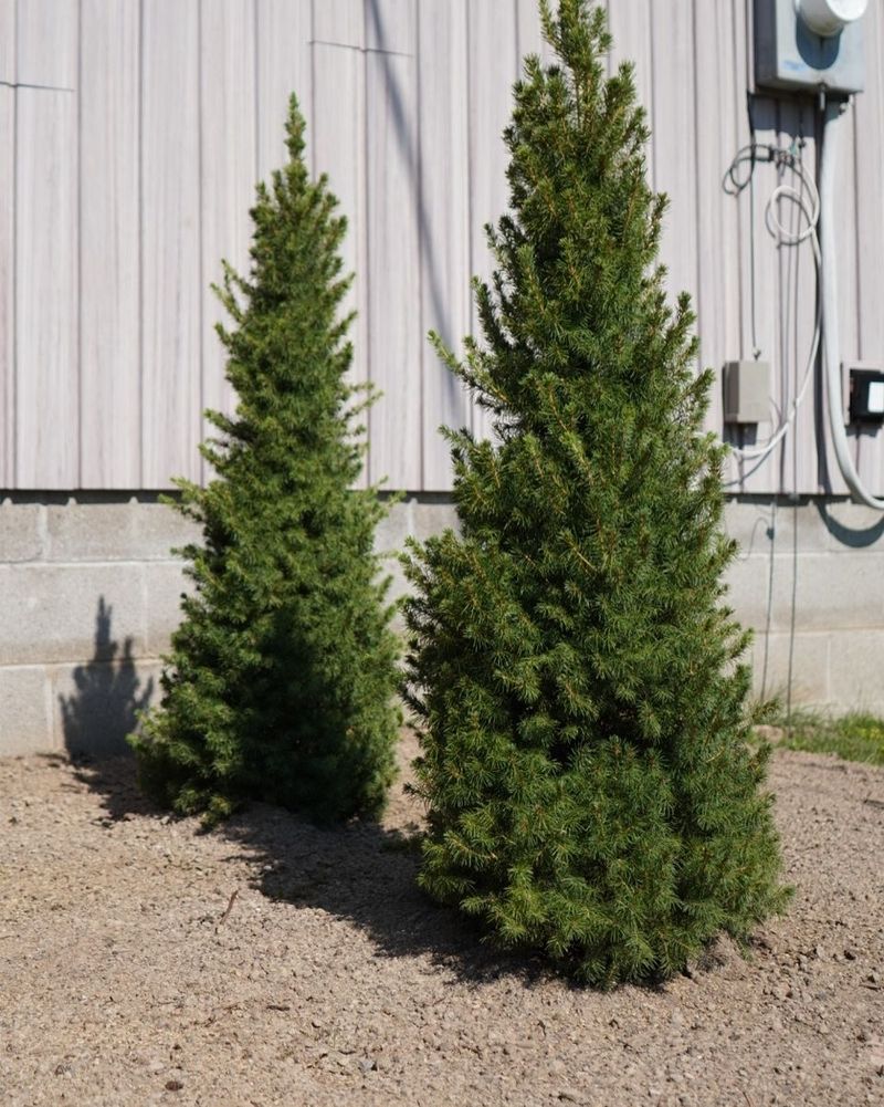Winter Drying Can Stress Evergreens