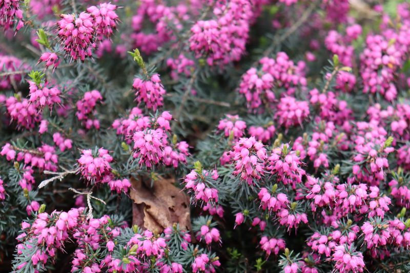 Winter Heath Blooms For Months On Evergreen Mounds Winter Heath Blooms For Months On Evergreen Mounds