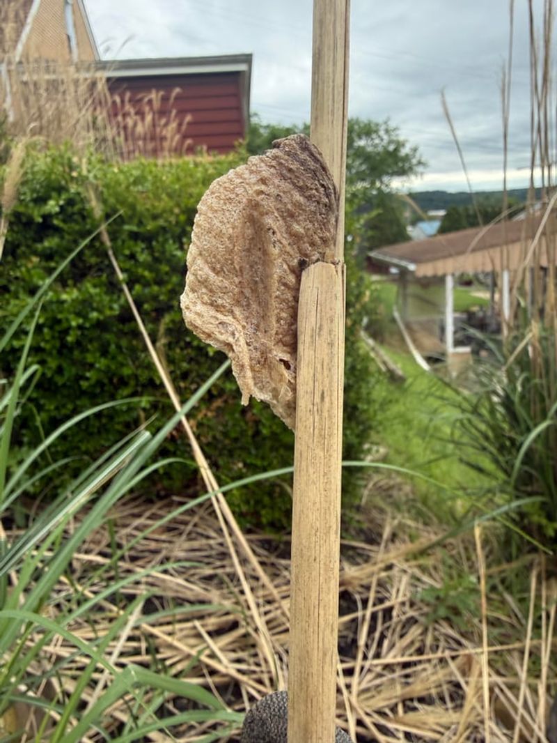 Winter Housing For Helpful Insects Winter Housing For Helpful Insects