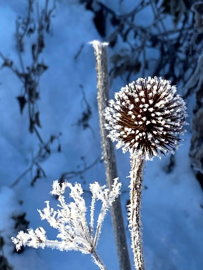 Winter Interest Beats An Empty Bed Winter Interest Beats An Empty Bed