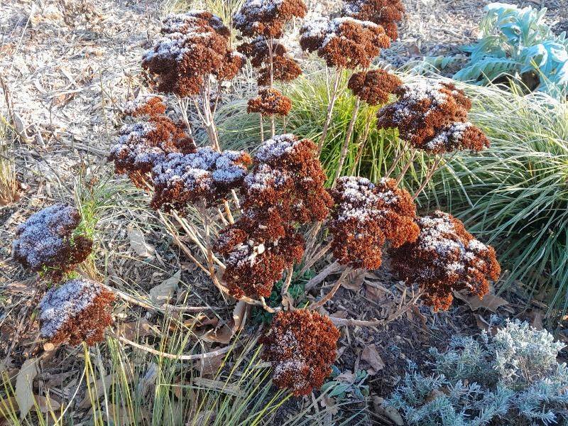 Winter Interest That Brightens Gray Oregon Days Winter Interest That Brightens Gray Oregon Days