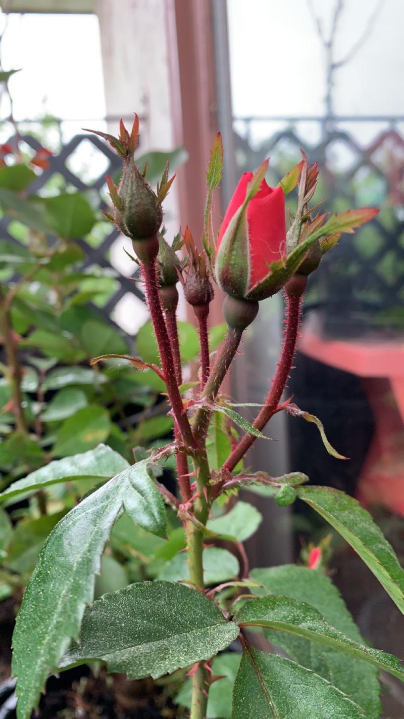Winter Preparation After The Final Rose Display