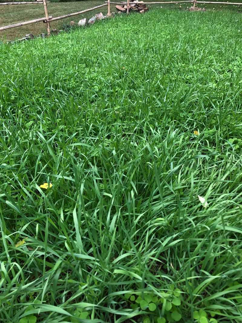 Winter Rye As A Soil-Saving Cover Crop