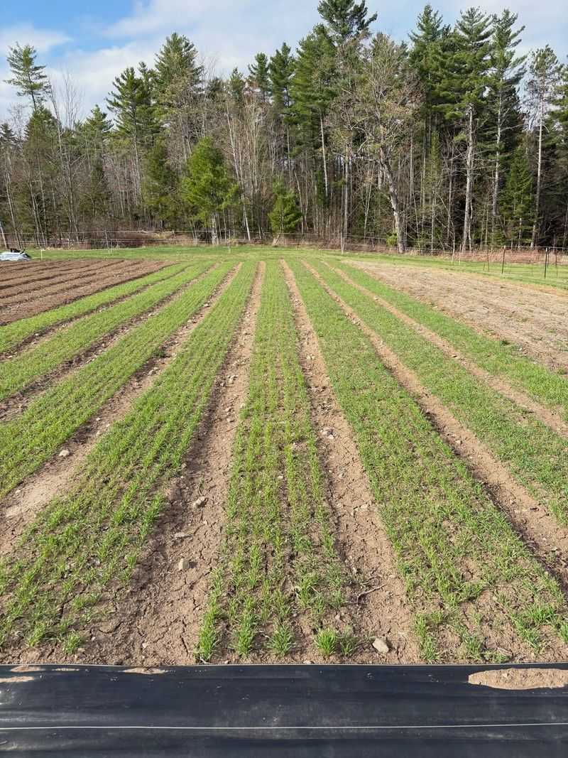Winter Rye Protects Bare Soil Winter Rye Protects Bare Soil
