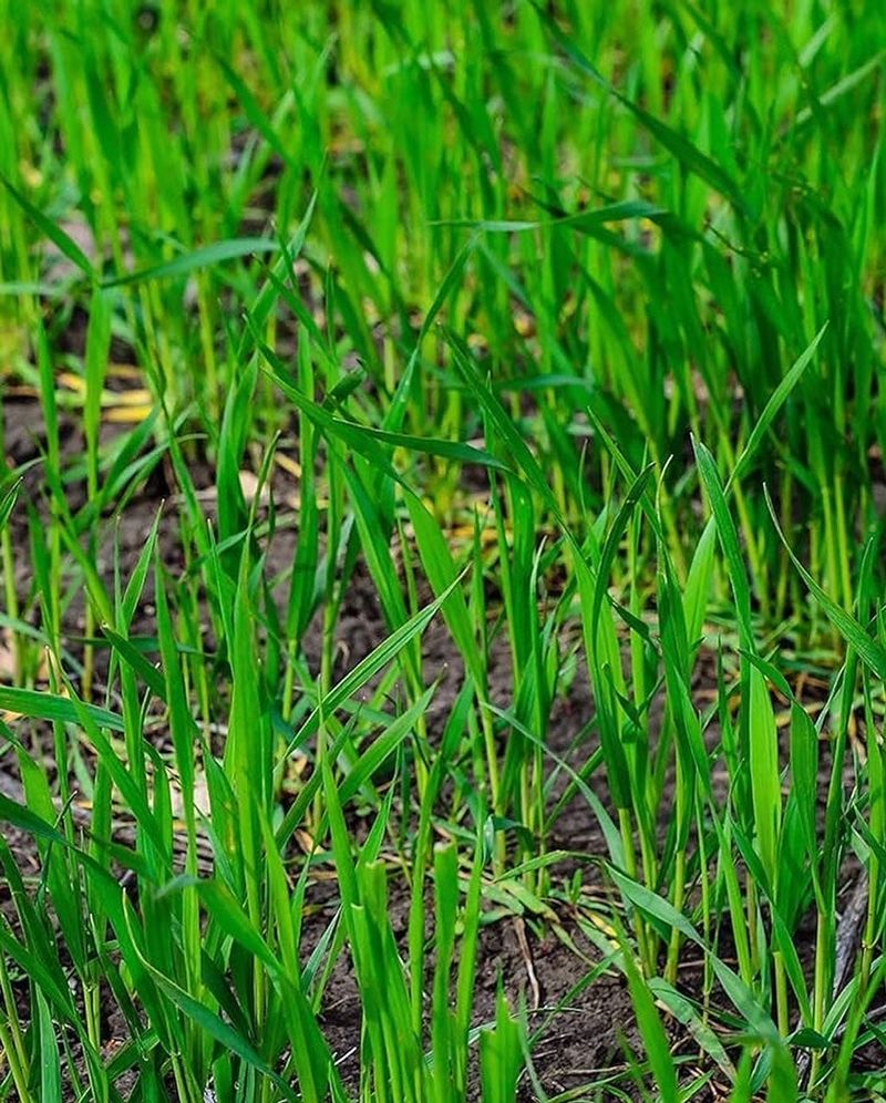 Winter Rye Protects Soil Through The Rainy Season Winter Rye Protects Soil Through The Rainy Season