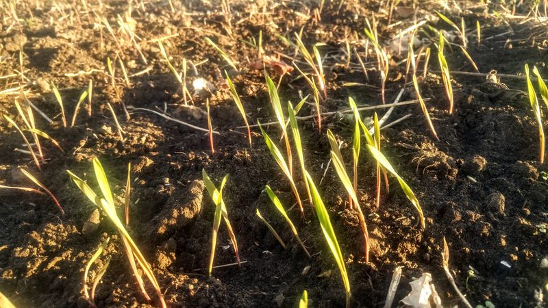 Winter Rye Winter Rye