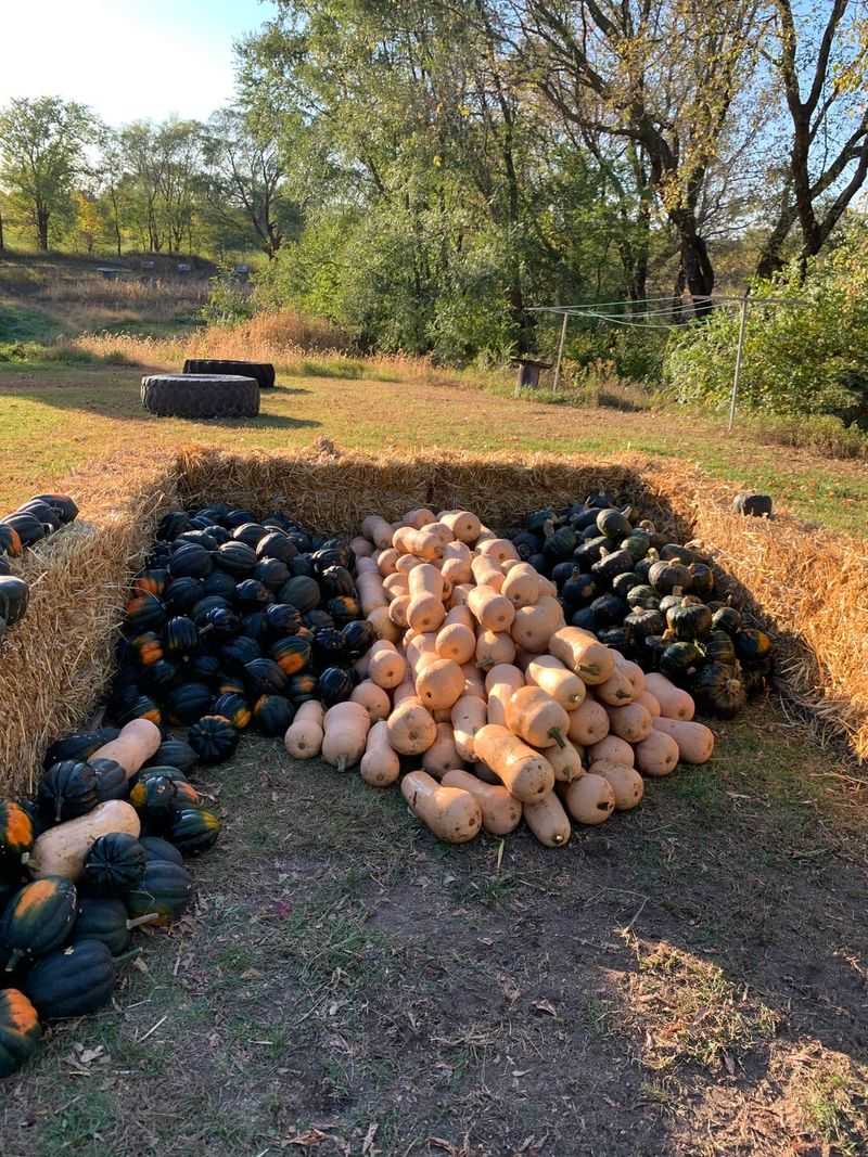 Winter Squash Needs Checking Before Frost Winter Squash Needs Checking Before Frost