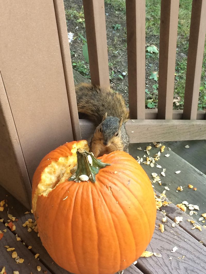 Winter Squash Tempts Them Early