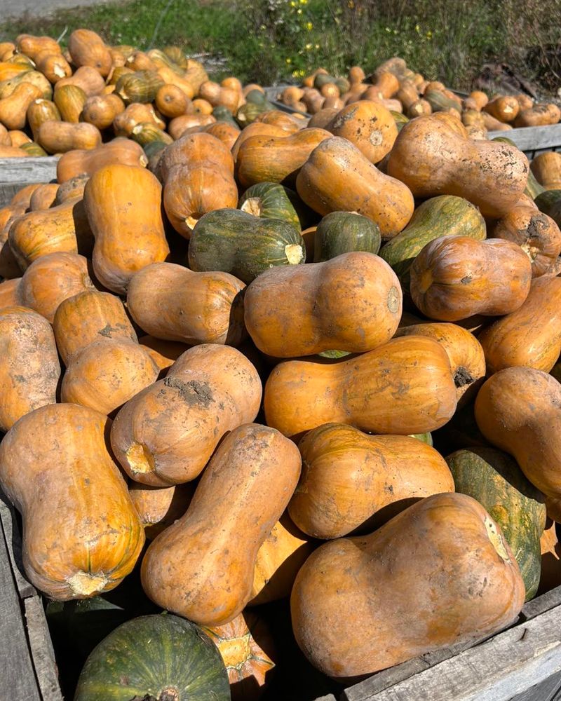 Winter Squash Winter Squash