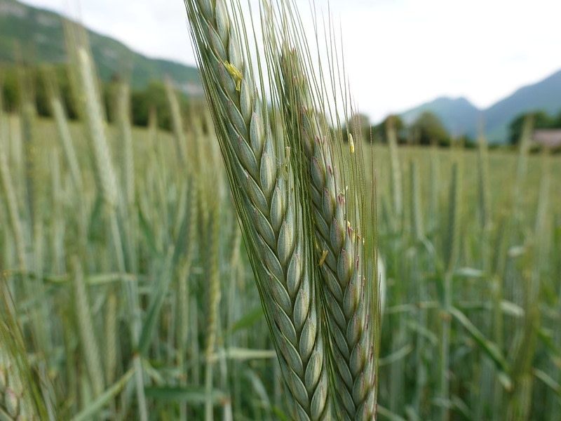 Winter Triticale Winter Triticale