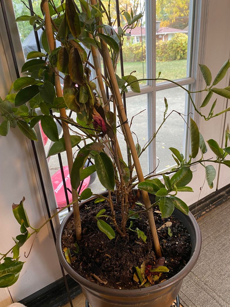 Winter Watering Drops As Mandevilla Growth Naturally Slows Winter Watering Drops As Mandevilla Growth Naturally Slows