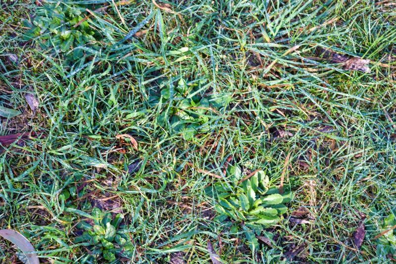 Winter Weeds Throw A Party On North Carolina Turf Winter Weeds Throw A Party On North Carolina Turf