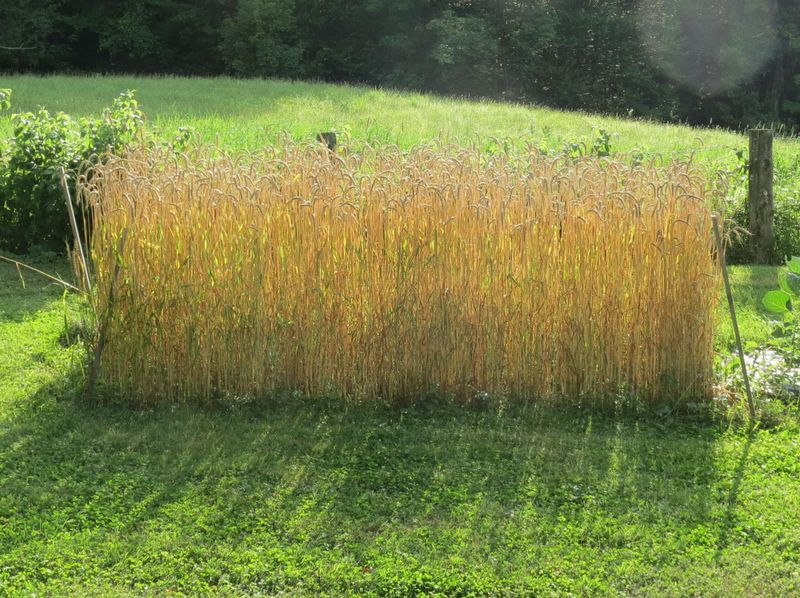 Winter Wheat Adds Organic Matter As It Grows