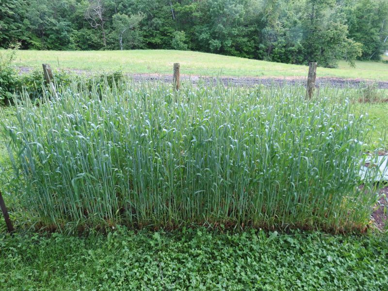 Winter Wheat Keeps The Soil Snug