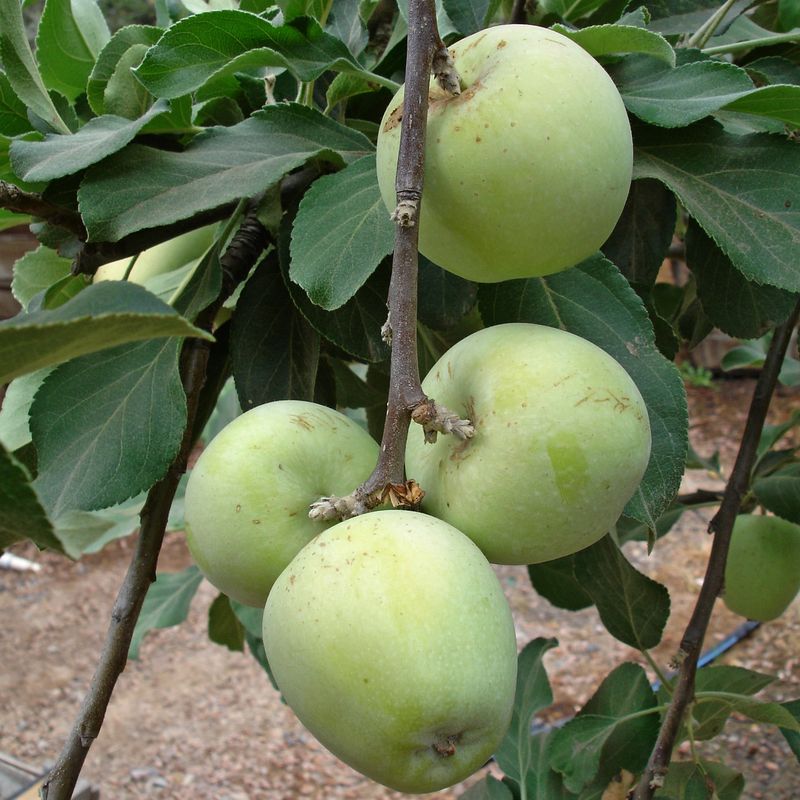 Winter chill is one of several Arizona fruiting hurdles Winter chill is one of several Arizona fruiting hurdles