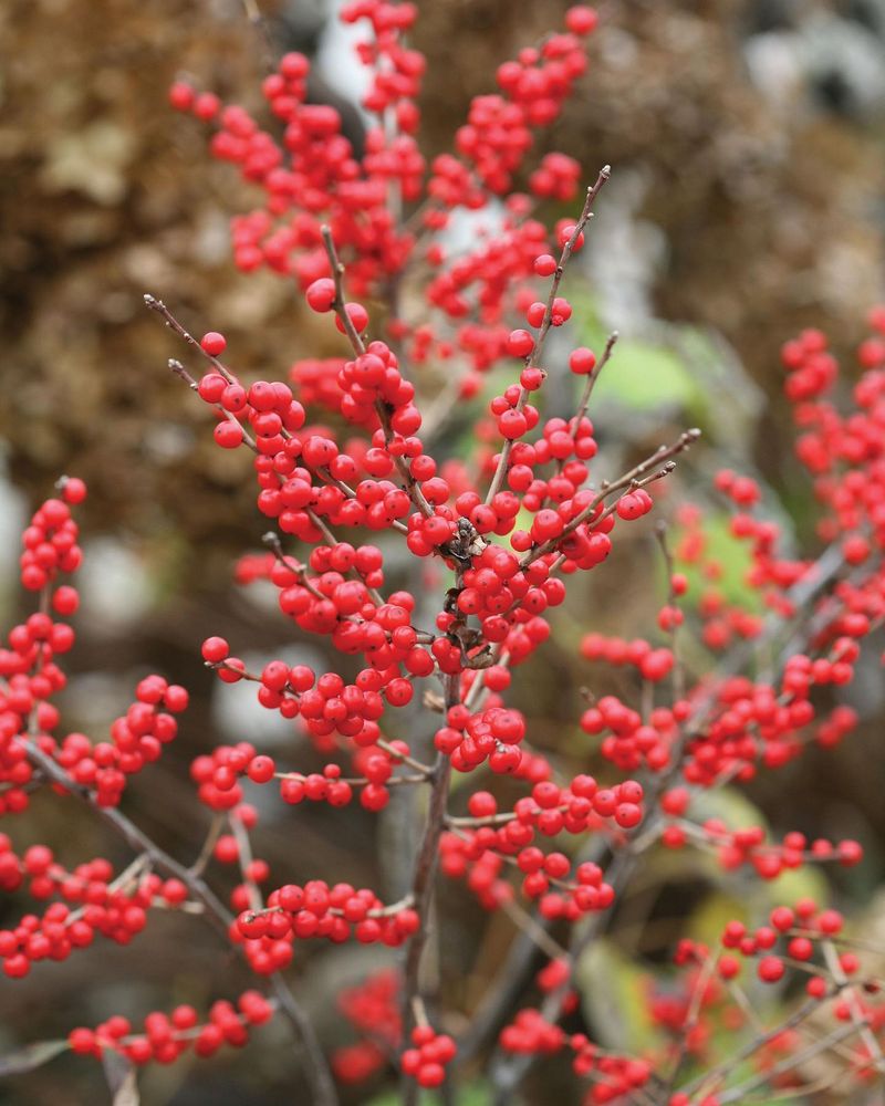 Winterberry Holly Winterberry Holly