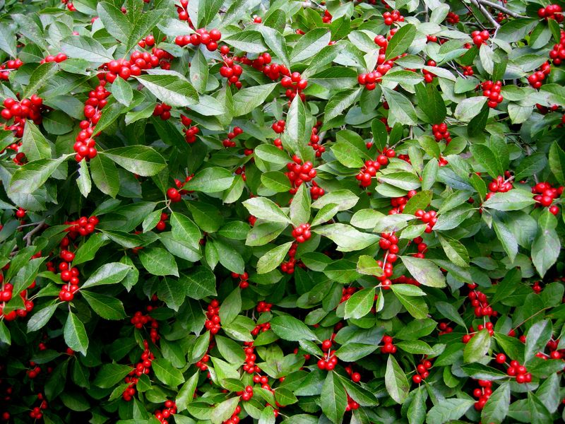 Winterberry Holly