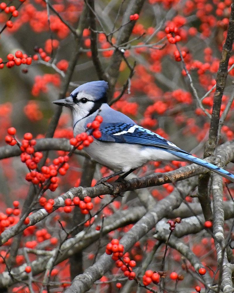 Winterberry Holly Winterberry Holly