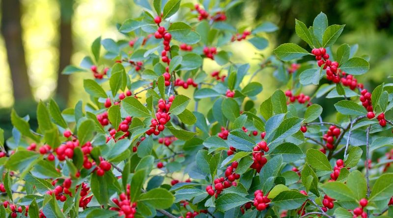 Winterberry Holly Adds Native Appeal To Moist Garden Beds