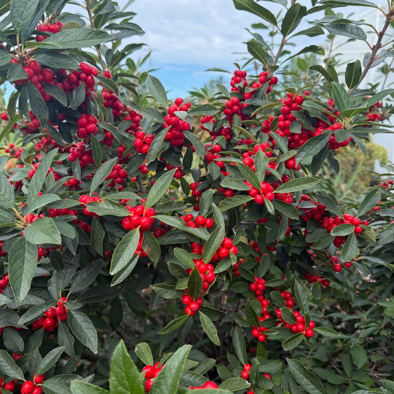 Winterberry Holly Brings Birds To Open Landscape Borders