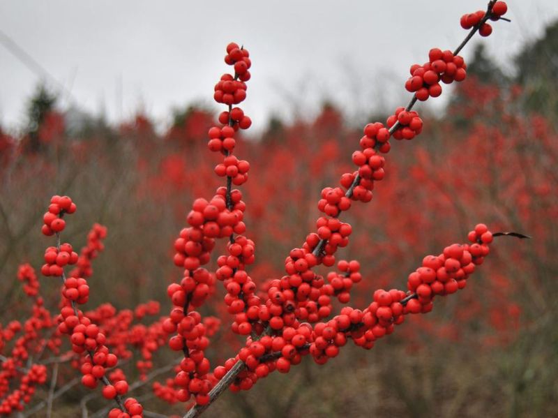 Winterberry Holly Glows With Berries Long After The Leaves Fall Winterberry Holly Glows With Berries Long After The Leaves Fall
