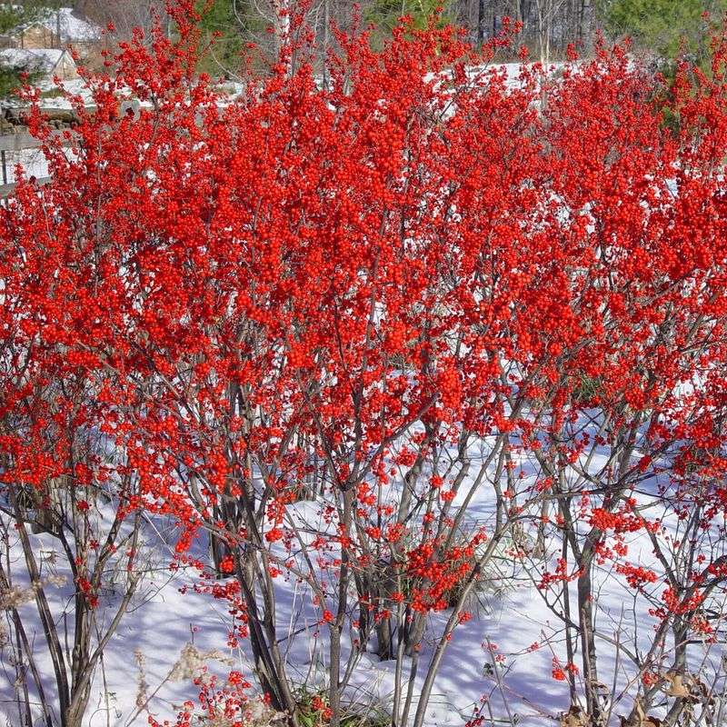 Winterberry Holly Lights Up Snowy Yards