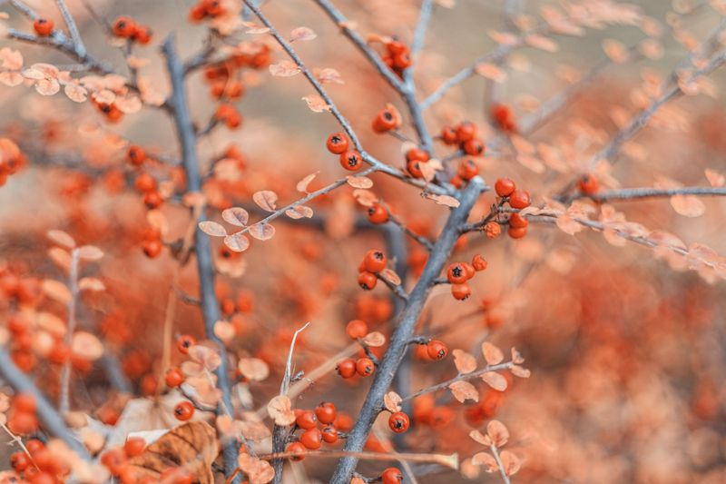 Winterberry Holly With Its Scarlet Fruit Winterberry Holly With Its Scarlet Fruit