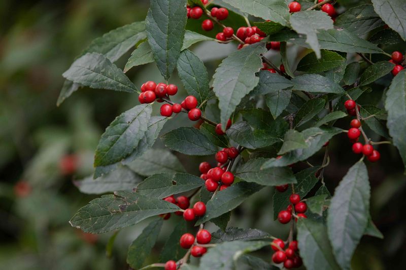 Winterberry Holly Winterberry Holly