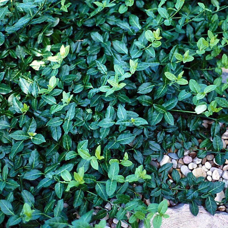 Wintercreeper Euonymus (Euonymus fortunei)