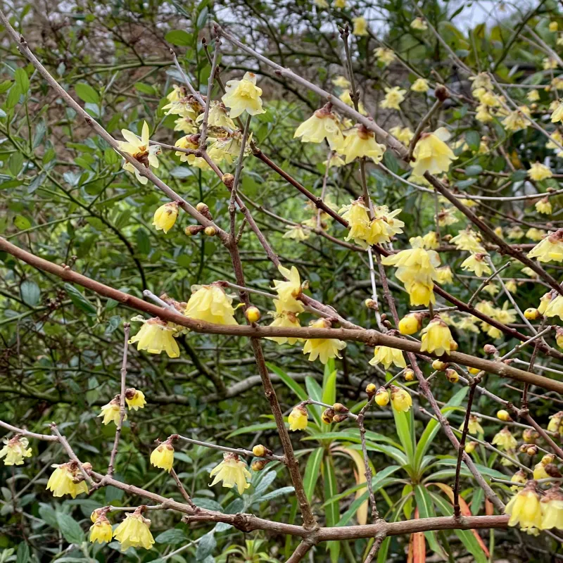 Wintersweet's Waxy Yellow Flowers Can Perfume A Yard In Midwinter Wintersweet's Waxy Yellow Flowers Can Perfume A Yard In Midwinter