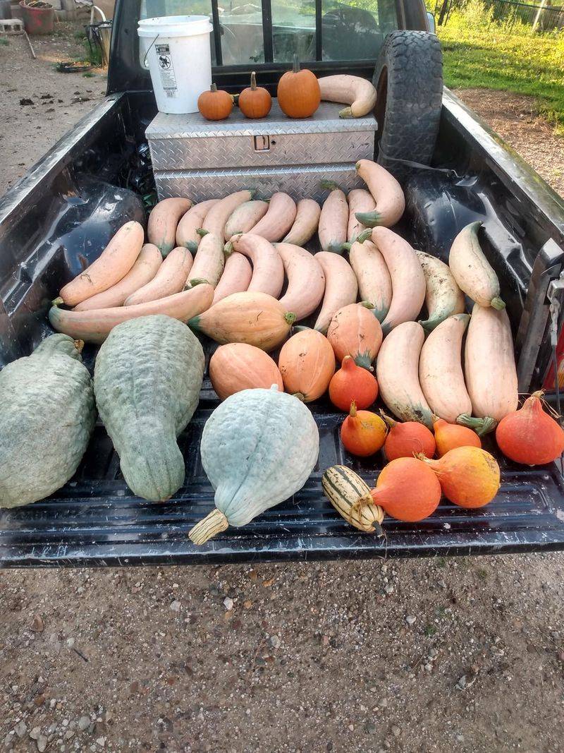 Wipe Off Dirt Without Washing The Squash