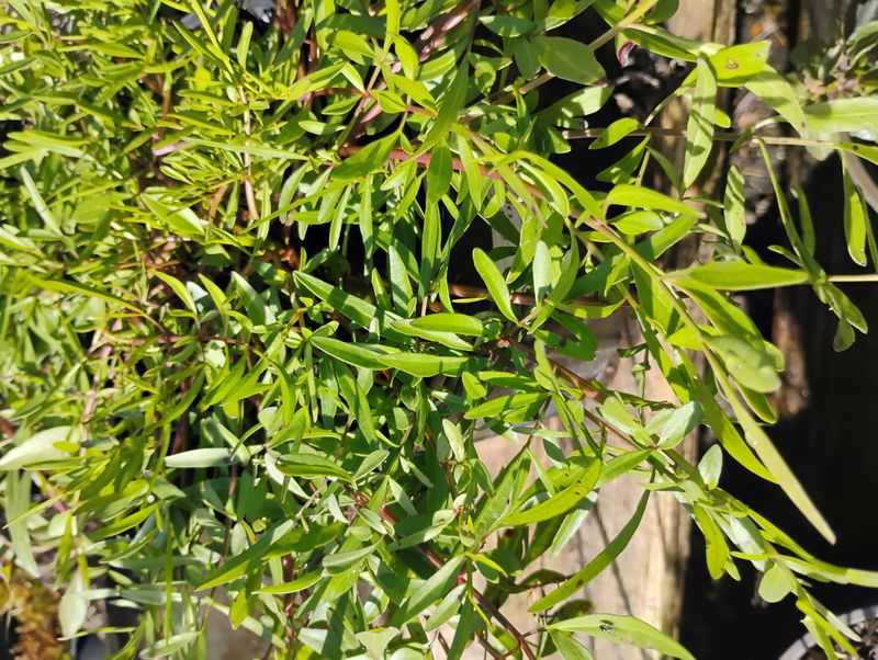 Wiry Stems, Lacy Leaves, Knee-High Charm Wiry Stems, Lacy Leaves, Knee-High Charm